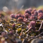 Bildkälla: http://www.flickr.com/vauvau/