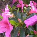 låtsatsjobbande arbetsplats